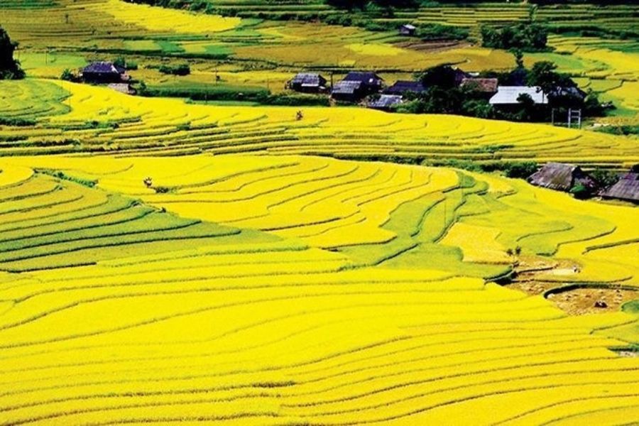 Điện Biên Mùa Lúa Chín