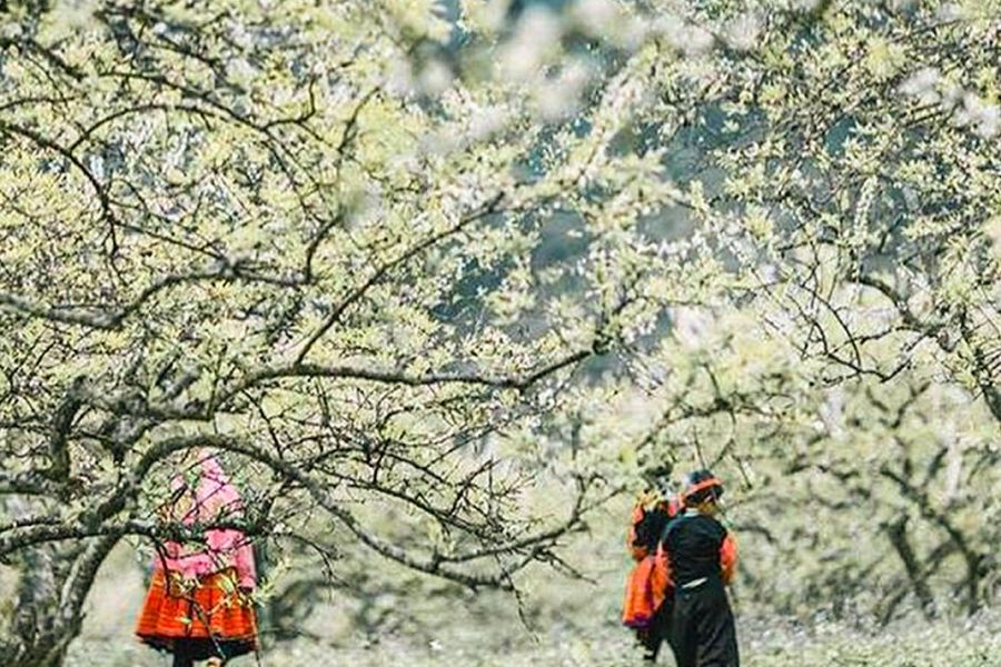 Du Lịch Lai Châu Mùa Nào Đẹp Nhất: Mùa Thu Tháng 9 - 10 Với Lúa Chín Và Hoa Tam Giác Mạch