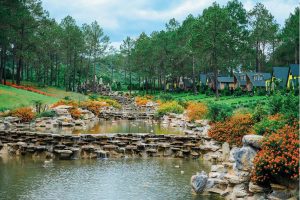 khu rừng thông Bản Áng