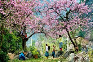 Du lịch Mộc Châu mùa nào đẹp nhất