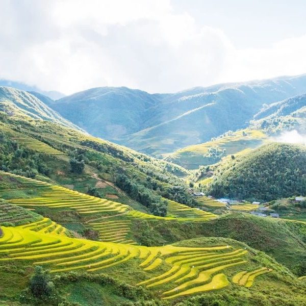 Sapa