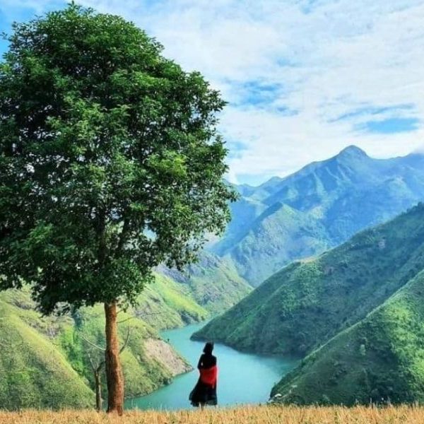 Cây cô đơn Đỉnh Gió Tà Xùa săn mây