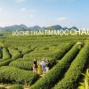 Góc chụp đồi chè Mộc Châu trong tour Hà Nội – Mộc Châu 2N1Đ