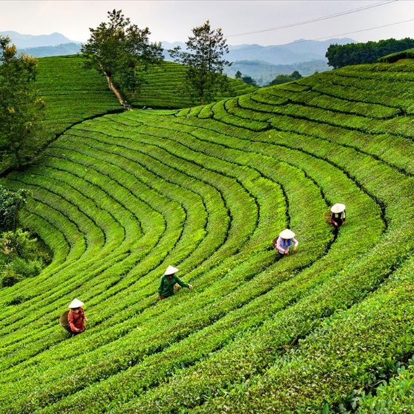Tour Du Lịch Tây Bắc 2N1Đ