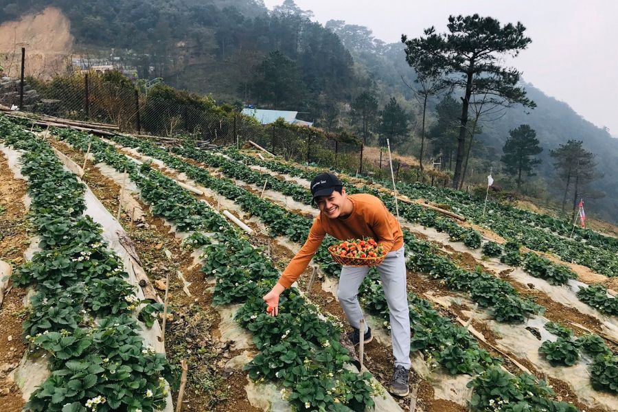 Dâu tây Tam Đảo: Trái chín mọng chua ngọt hái tươi vườn