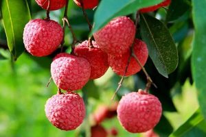 đặc sản bắc giang