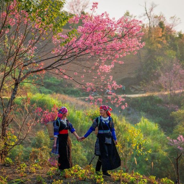 Check-in vườn hoa Tớ Dày rực rỡ tại Mù Cang Chải trong tour Hà Nội – Mù Cang Chải – Tú Lệ 2 ngày 1 đêm