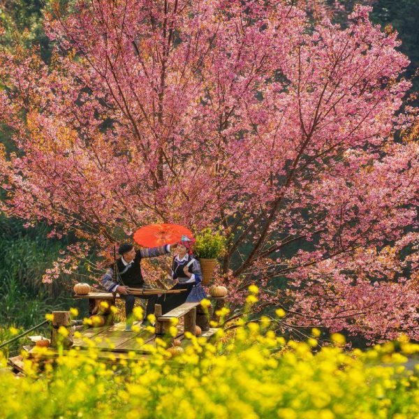 Du khách tạo dáng bên vườn hoa Tớ Dày hồng rực ở Mù Cang Chải