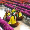 Làng hoa Sa Đéc - Tour miền tây 2n1d