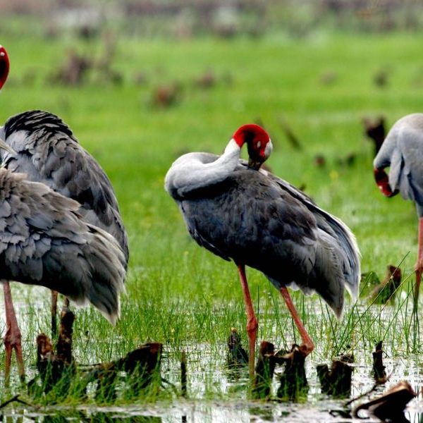 Sếu đầu đỏ - Tour miền tây 2n1d