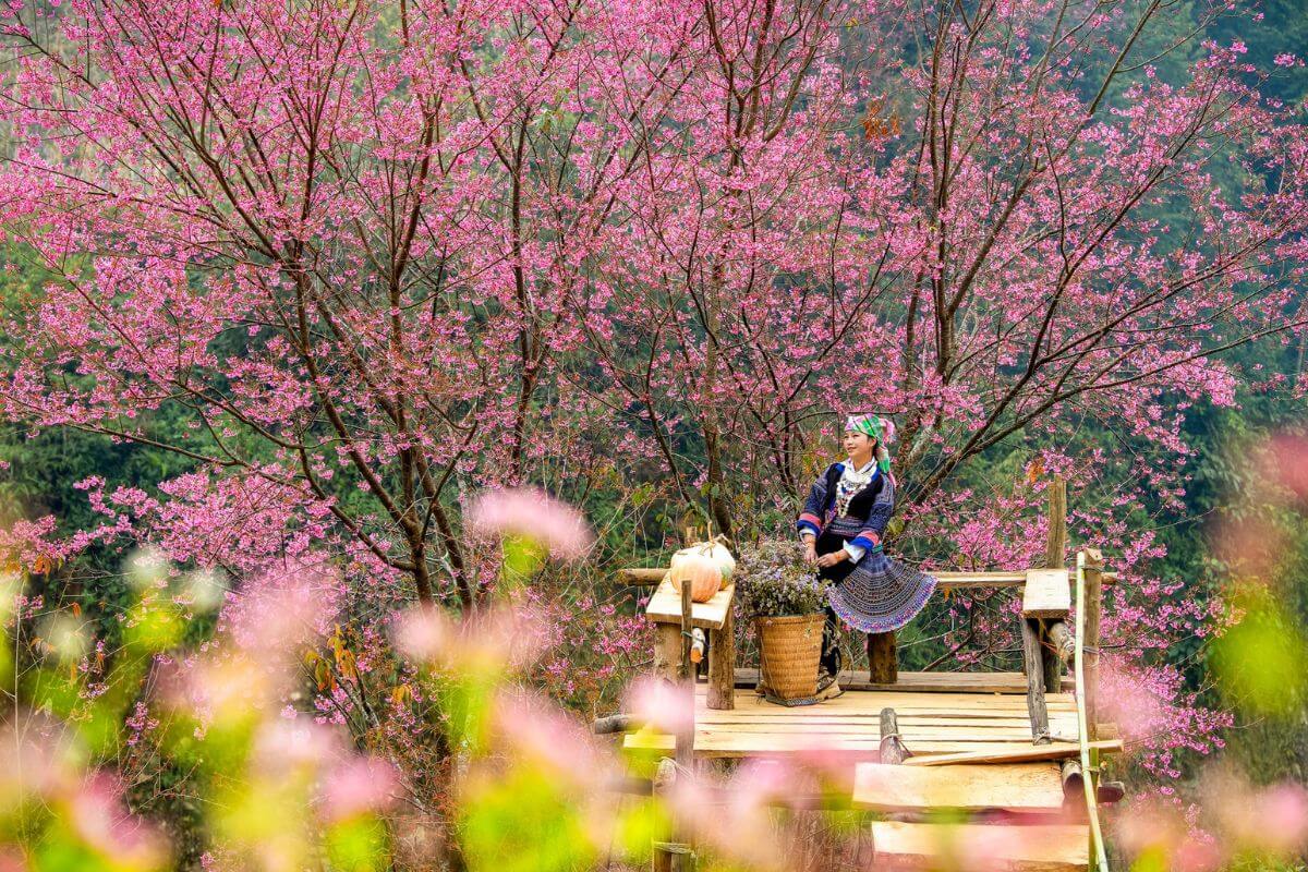 Vườn hoa Tớ Dày (Mai Anh Đào) đua nở tuyệt đẹp tại Mù Cang Chải
