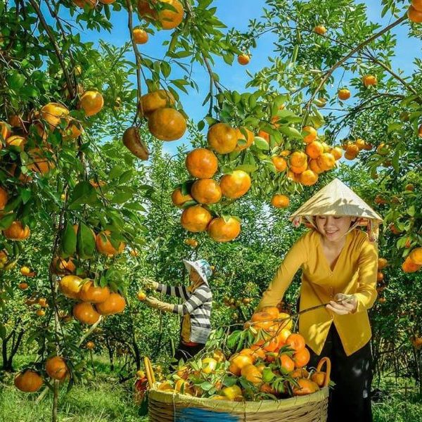 Vườn quýt hồng theo mùa