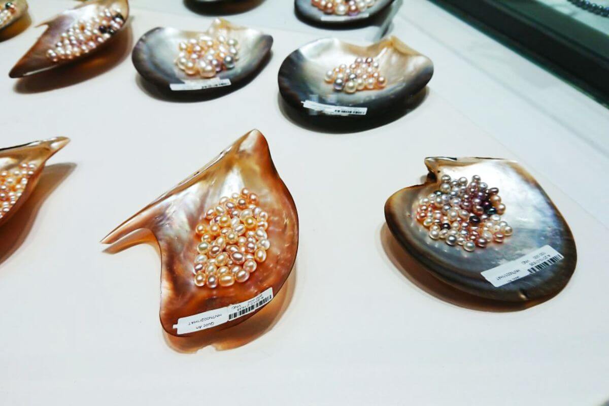 Cơ sở nuôi cấy ngọc trai Phú Quốc điểm tham quan trong tour Phú Quốc