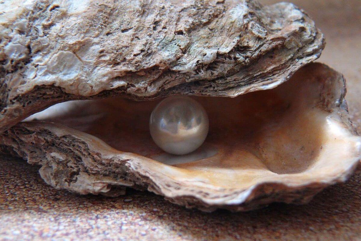 Ngọc trai Phú Quốc đặc sản cao cấp của đảo ngọc