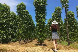 Tour du lịch Phú Quốc - Vườn tiêu Phú Quốc