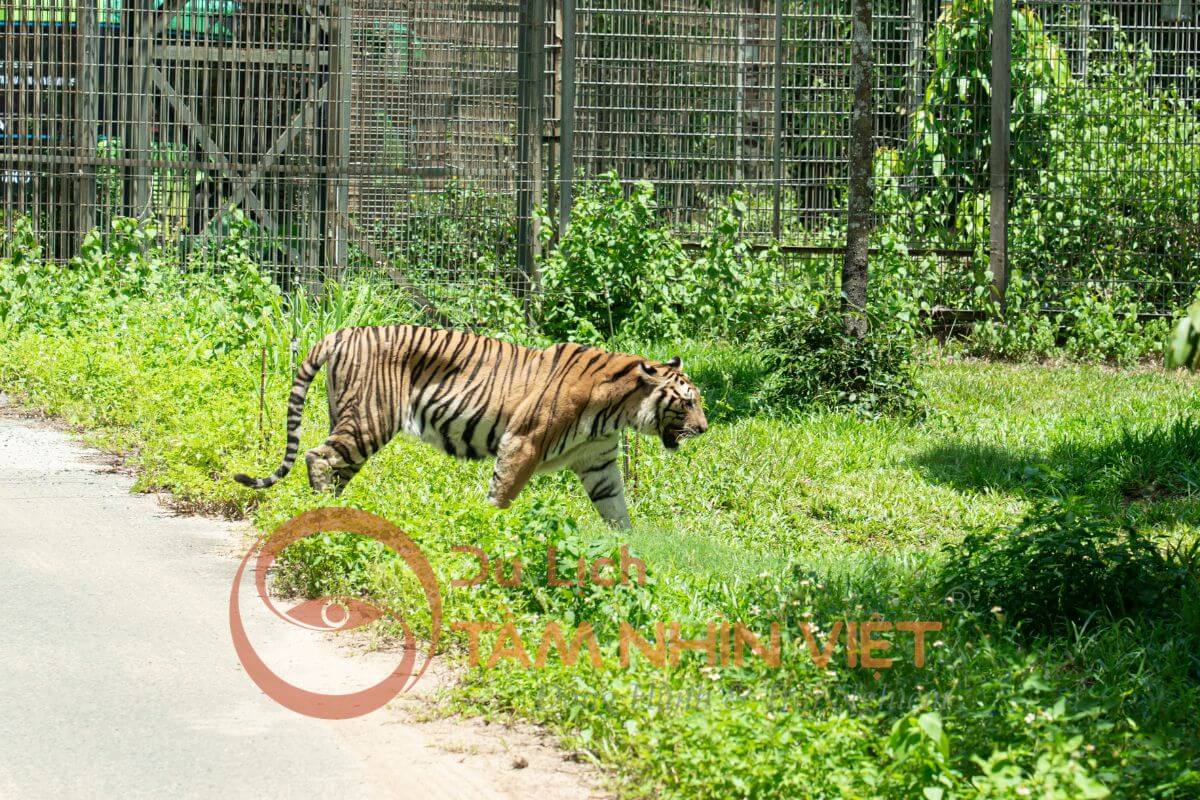 Hổ Bengal tại Vinpearl Safari Phú Quốc giữa không gian tự nhiên