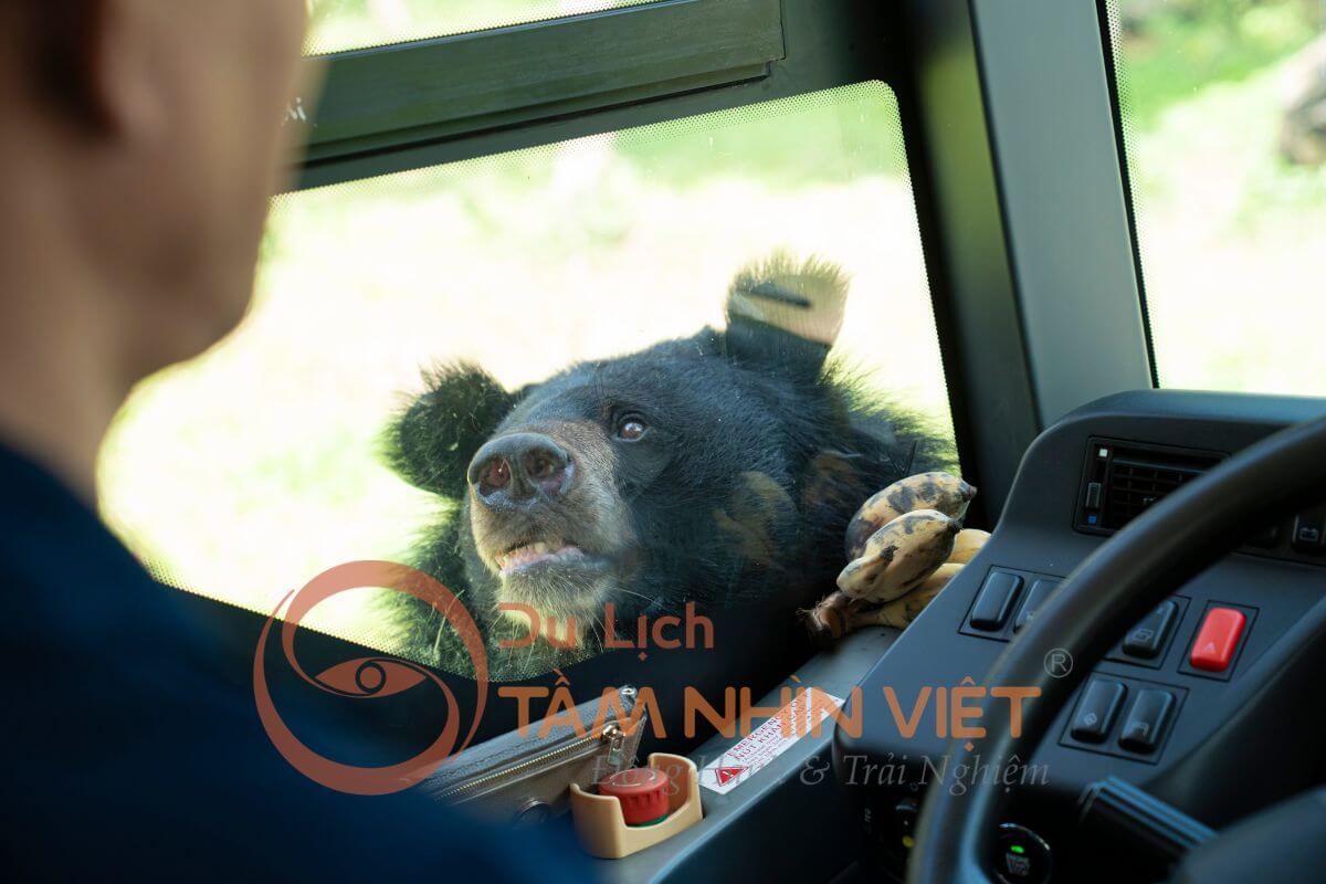 Hoạt động chăm sóc động vật tại Safari Phú Quốc hấp dẫn du khách