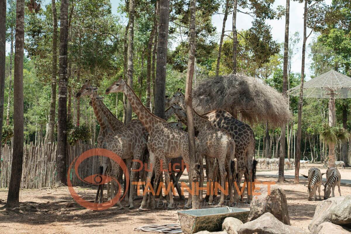 Hươu cao cổ thân thiện tại Vinpearl Safari Phú Quốc
