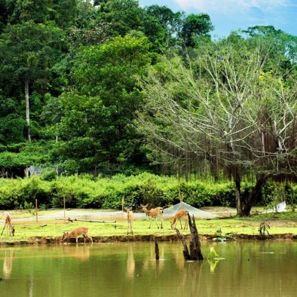 Rừng cây nhiệt đới Madagui
