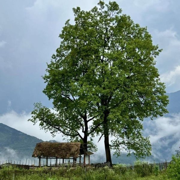Bình minh trên những triền núi Y Tý