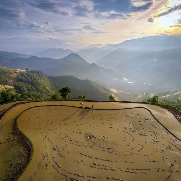 Cảnh sắc ruộng bậc thang Hoàng Su Phì vàng óng mùa lúa chín trong tour Hà Giang Bắc Hà 3 ngày 2 đêm