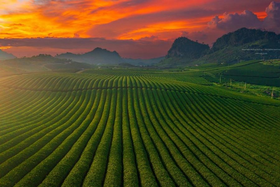 Mộc Châu mùa thu với đồi chè và cảnh quan cao nguyên