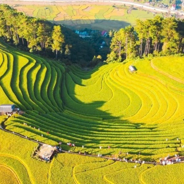 Mù Cang Chải Mùa Lúa Chín