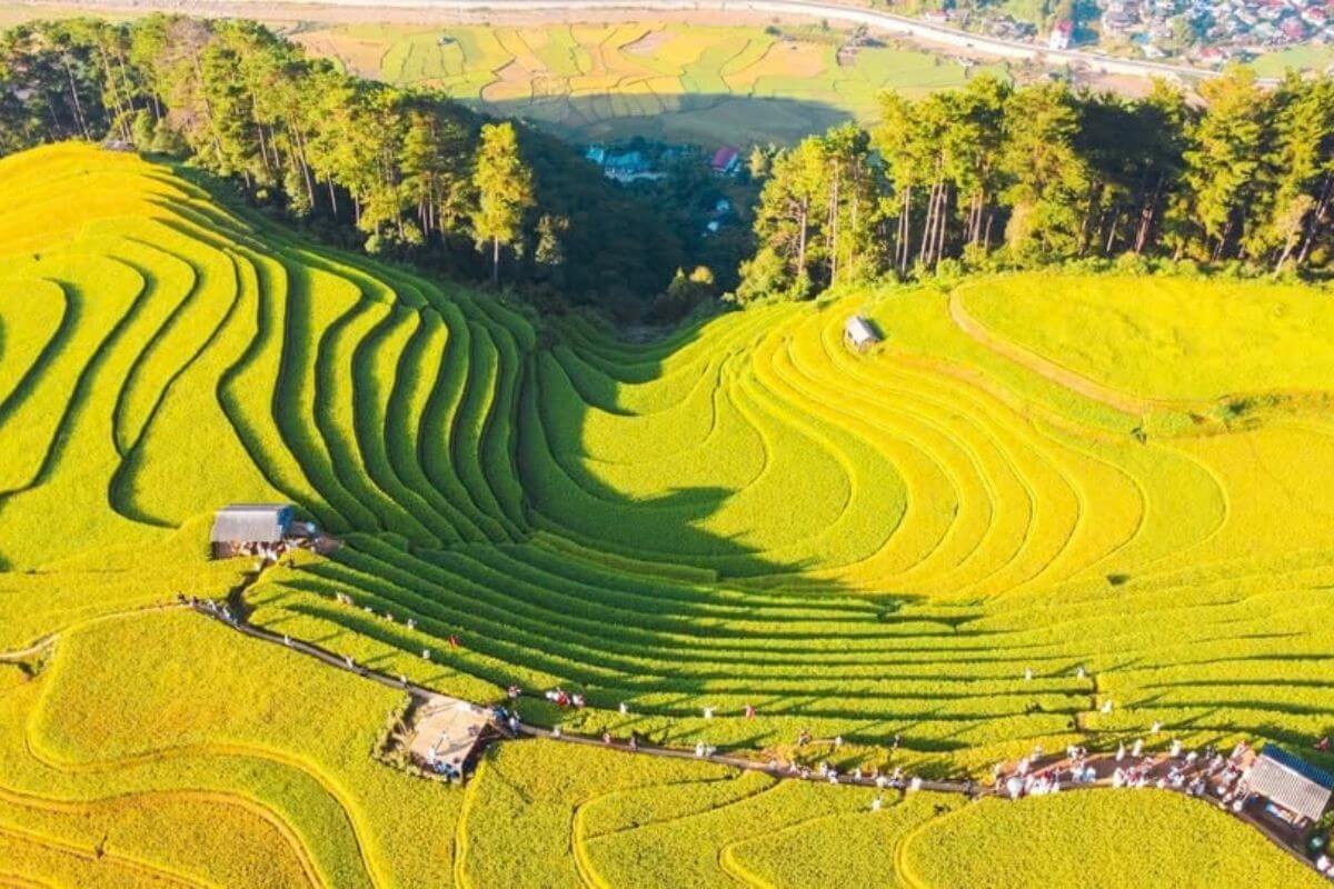 Mù Cang Chải Mùa Lúa Chín Mù Cang Chải Mùa Lúa Chín
