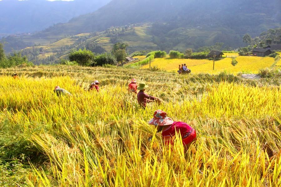 Người dân thu hoạch lúa trên ruộng bậc thang Hoàng Su Phì