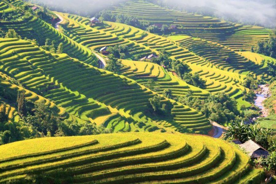 Ruộng bậc thang Bản Luốc Hoàng Su Phì mùa lúa chín