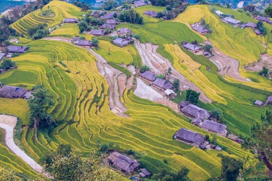 Ruộng bậc thang Hoàng Su Phì mùa lúa chín tháng 9